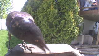 european starling