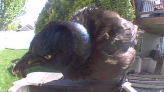 common grackle