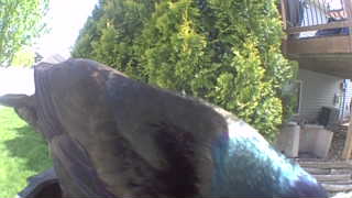 common grackle