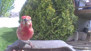 house finch