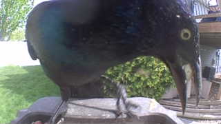 common grackle