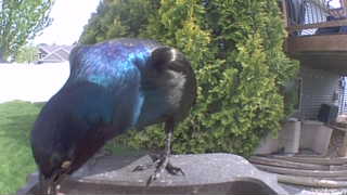 common grackle
