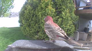 house finch