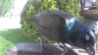 common grackle