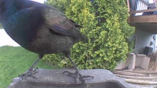 common grackle