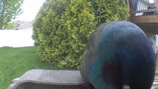mallard