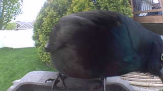 common grackle