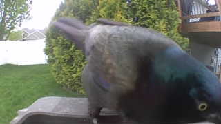 common grackle