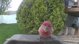 house finch