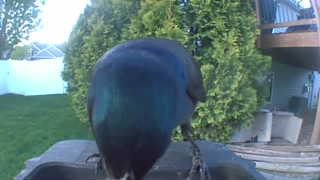 common grackle