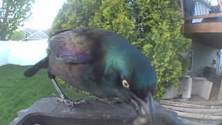 common grackle