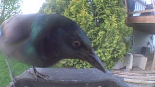 common grackle