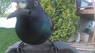 common grackle