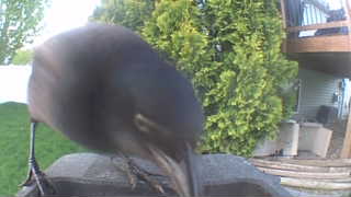 black-crowned night heron