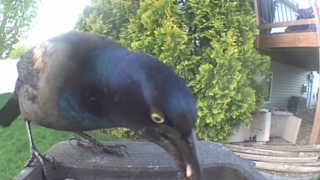 common grackle