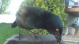 common grackle