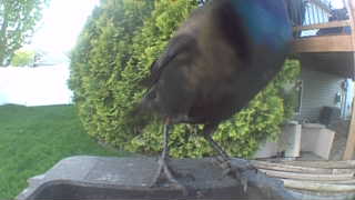 common grackle