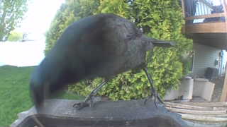 common grackle