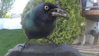 common grackle