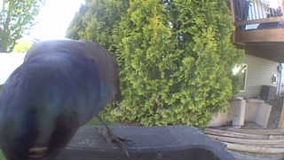 common grackle