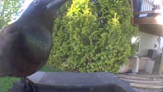 common grackle