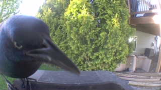 common grackle