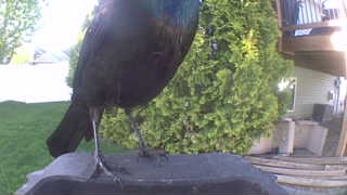 common grackle