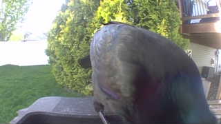 common grackle