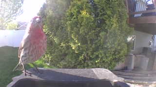 house finch