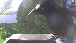 common grackle