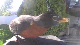 american robin