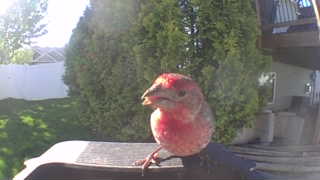 house finch