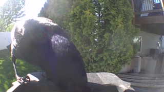 american crow