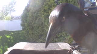 american robin