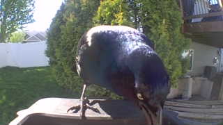 common grackle