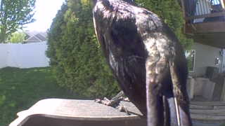 american crow