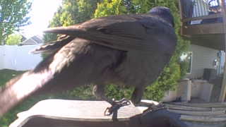 american crow
