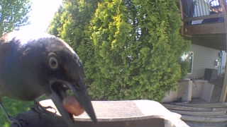 common grackle
