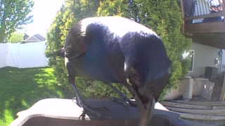 common grackle