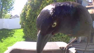 common grackle