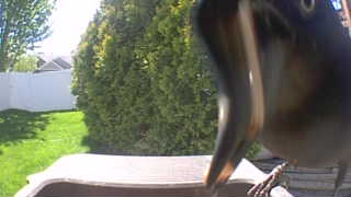 brown-headed cowbird