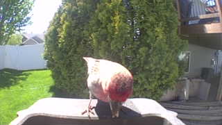 house finch
