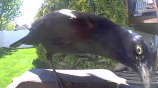 common grackle