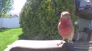 house finch
