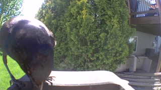 american crow