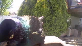 common grackle