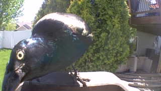 common grackle