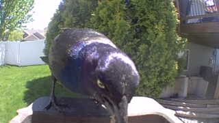 common grackle