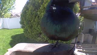 european starling