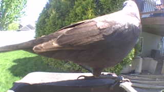rock pigeon